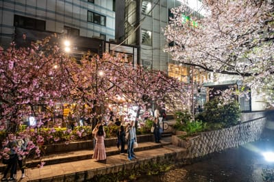 夜色下高瀨川畔的璀璨櫻花｜2023/04 關西賞櫻/環球影城
