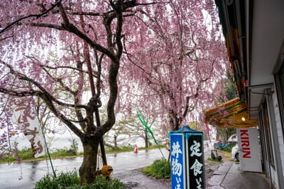 大崎寺畔的粉嫩垂櫻風情｜2023/04 關西賞櫻/環球影城