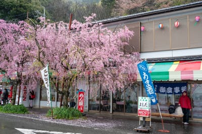 大崎寺前盛開的粉嫩枝垂櫻