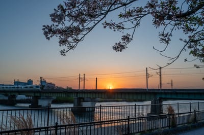宇治川畔的鐵道夕陽與櫻花