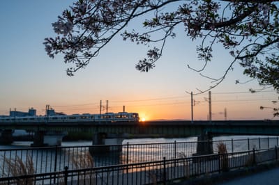 宇治川畔的夕陽列車與櫻花剪影