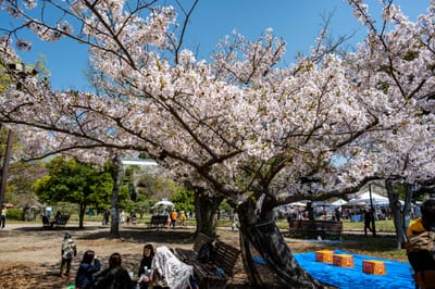 兵庫県立農業高等学校發祥地下的盛開櫻花