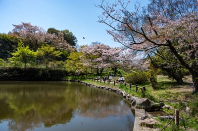明石公園護城河畔的春日櫻花景致