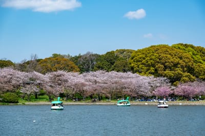 明石公園湖畔的春日天鵝船