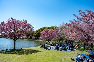 千畳芝畔的櫻花樹下野餐時光