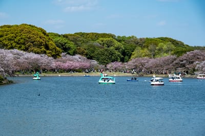 明石公園湖畔的悠閒天鵝船時光