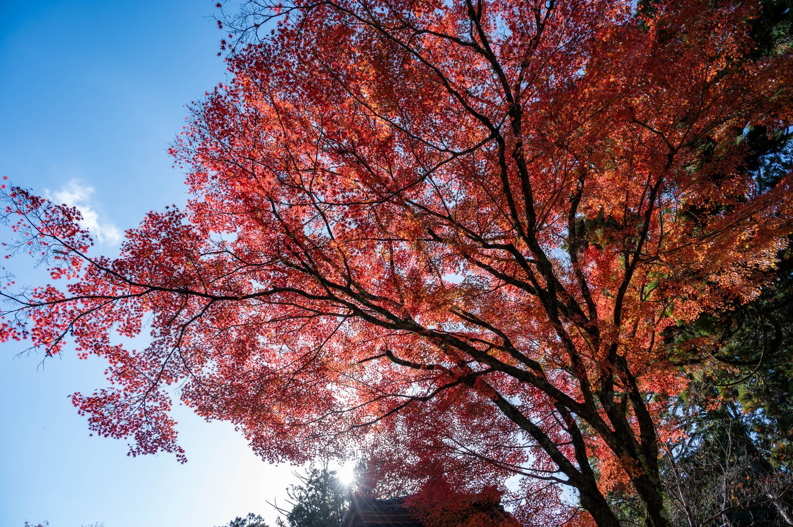 舊竹林院紅葉與湛藍晴空｜2023/11 關西賞楓