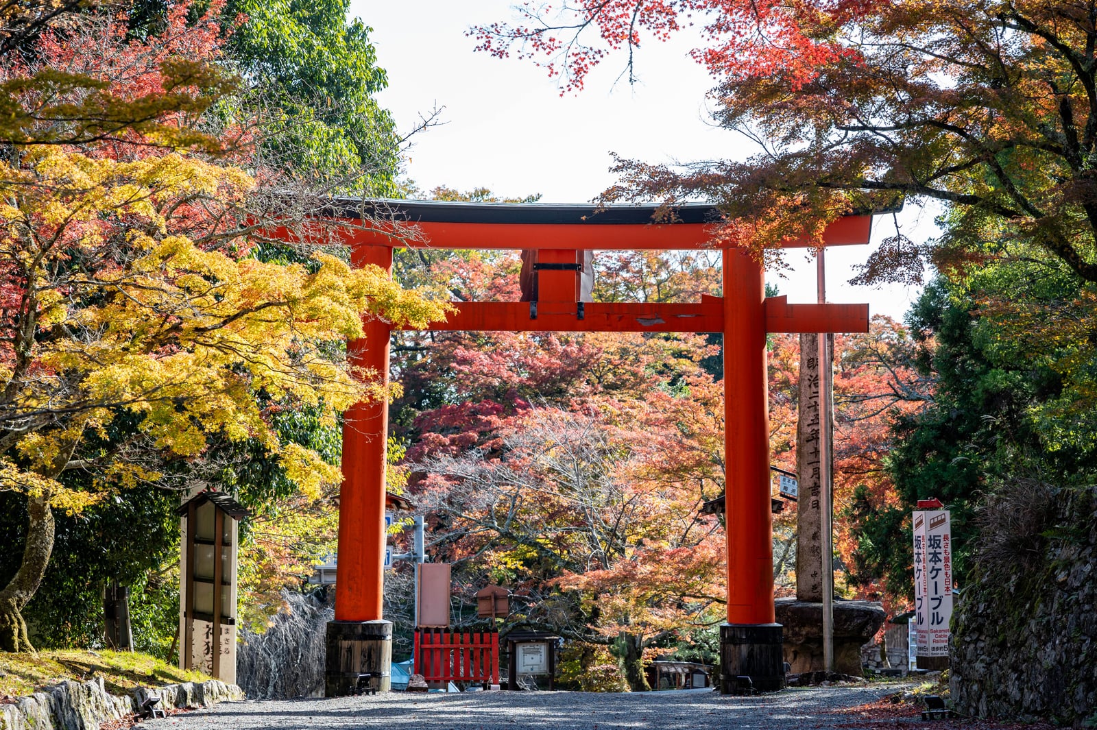 走井杉紅葉下的朱紅鳥居｜2023/11 關西賞楓