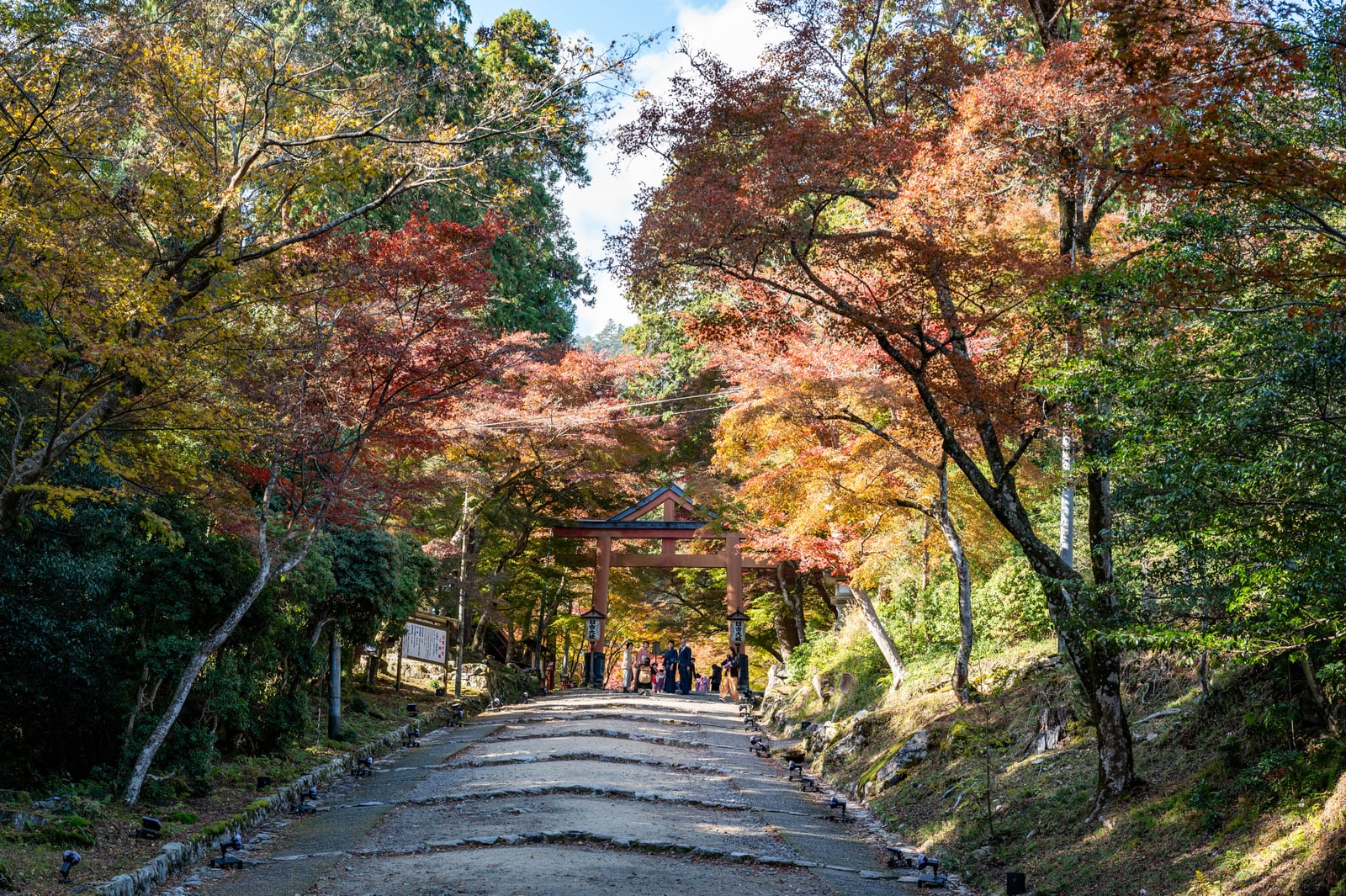 走井杉參道上的紅葉隧道｜2023/11 關西賞楓