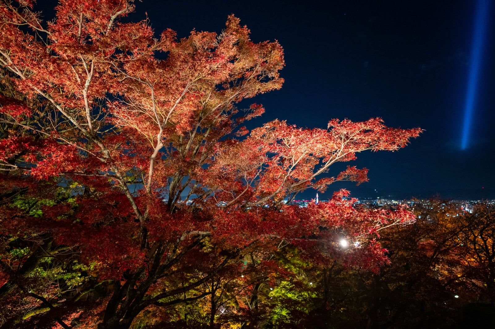 鹿間塚夜楓與京都市區夜景｜2023/11 關西賞楓