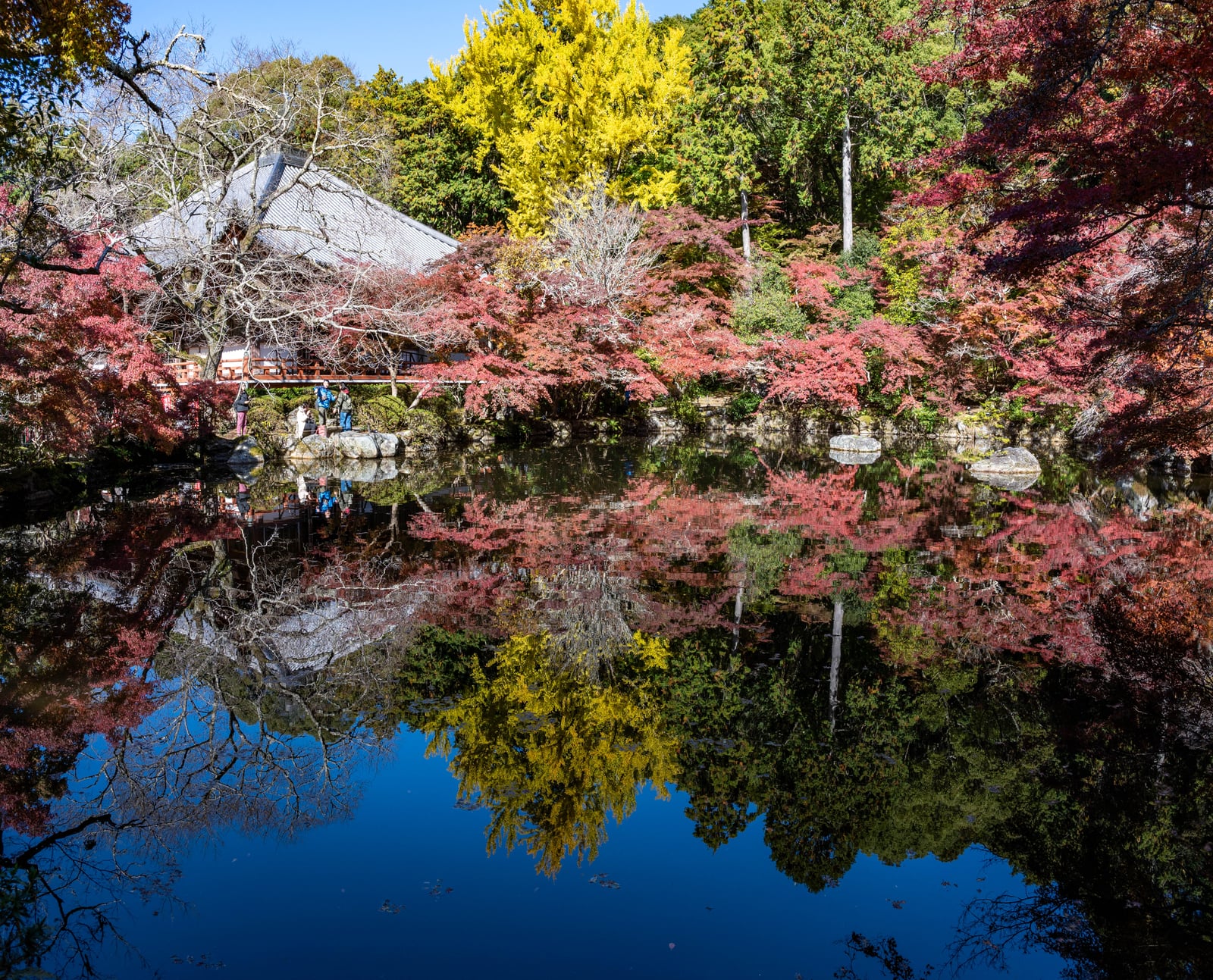 弁天池畔的紅葉與金黃銀杏倒影｜2023/11 關西賞楓