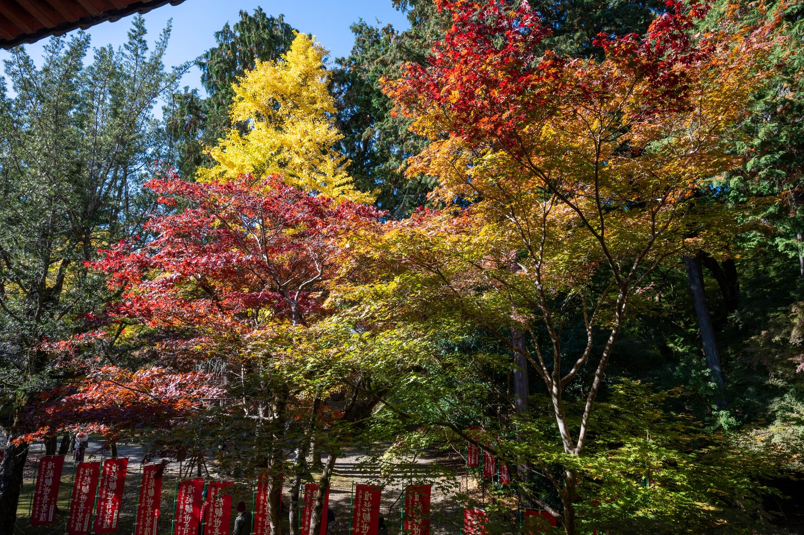 醍醐寺觀音堂前的紅葉與銀杏盛景｜2023/11 關西賞楓
