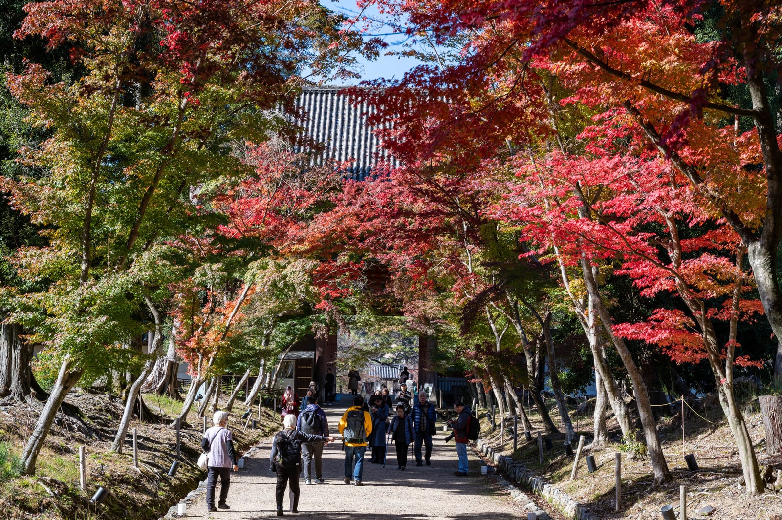 醍醐寺金堂前的紅葉參道｜2023/11 關西賞楓