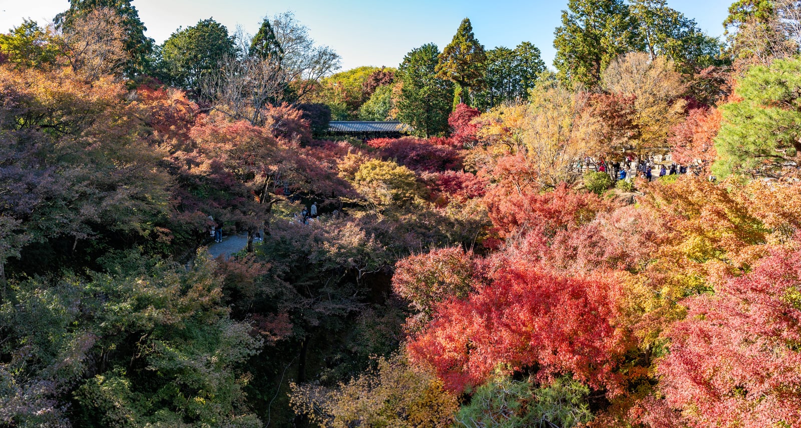 通天橋俯瞰絢爛楓紅景致｜2023/11 關西賞楓