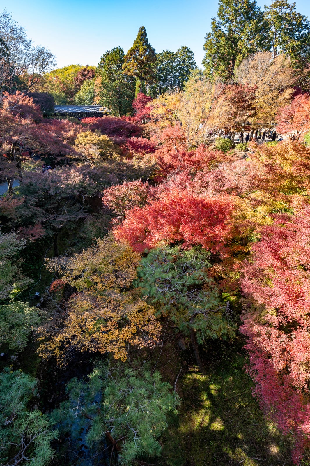 通天橋俯瞰絢爛楓紅景致｜2023/11 關西賞楓