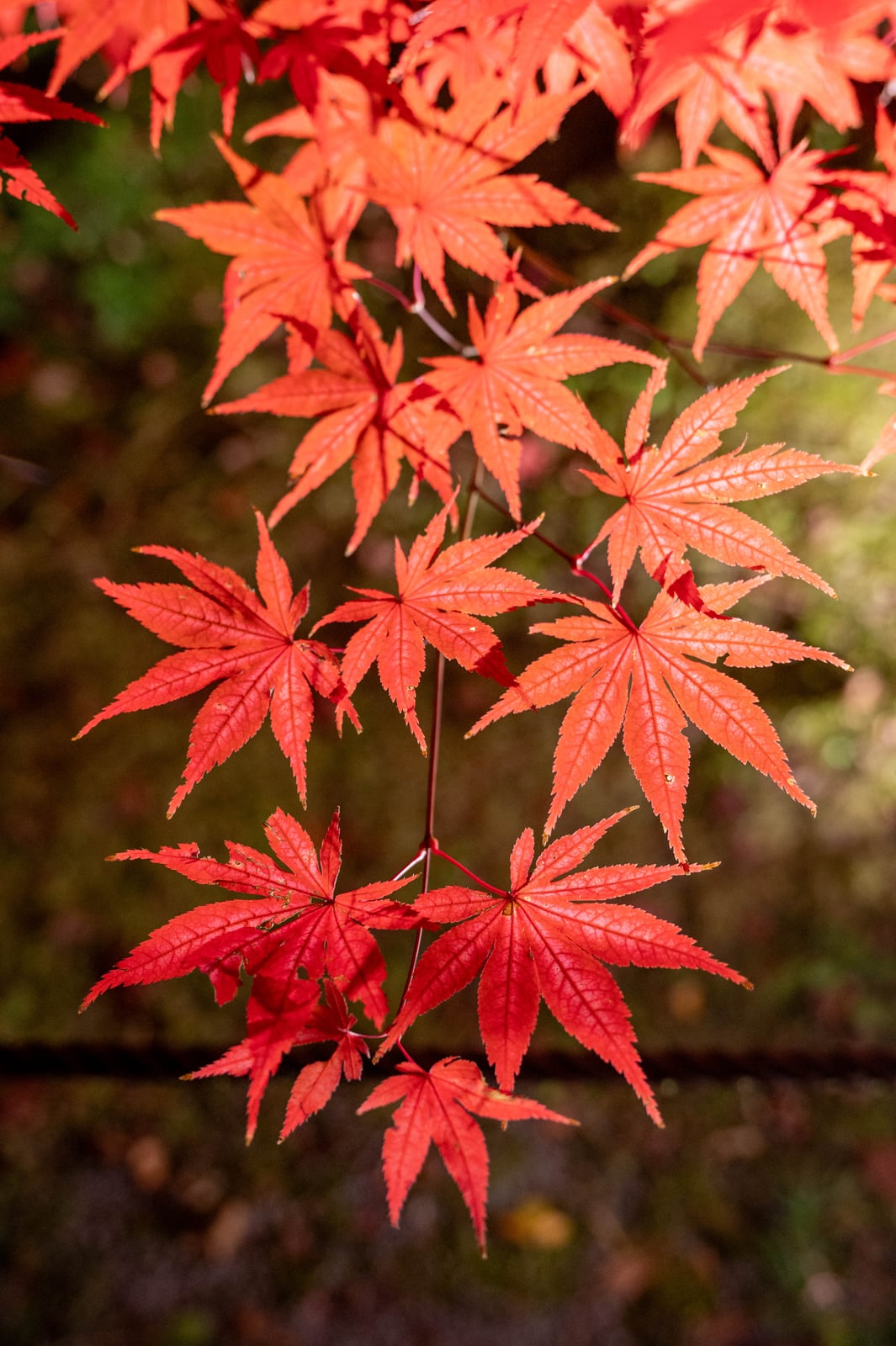 畫仙堂的深秋紅葉特寫｜2023/11 關西賞楓