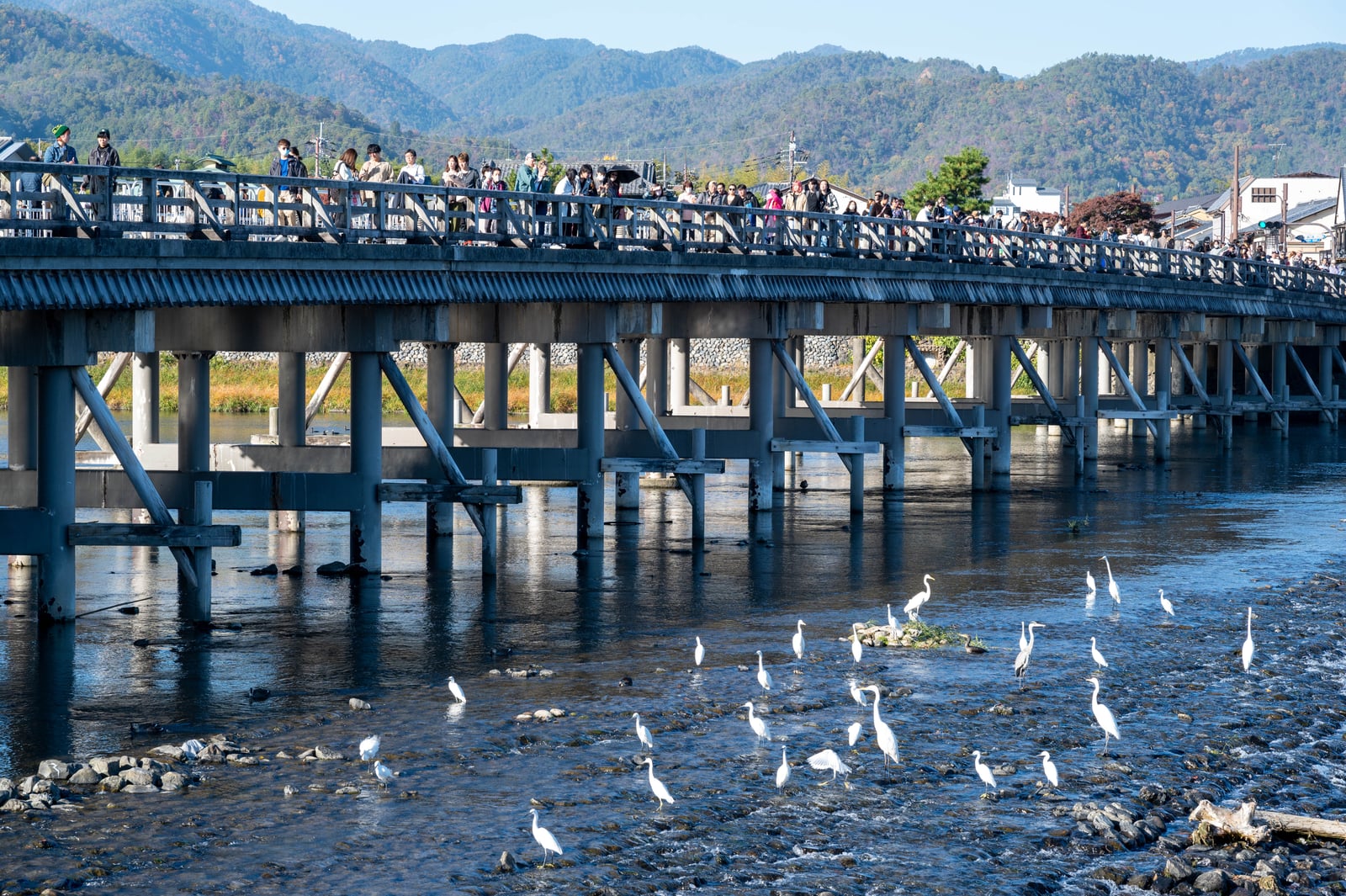 嵐山渡月橋下群聚的白鷺鷥｜2023/11 關西賞楓
