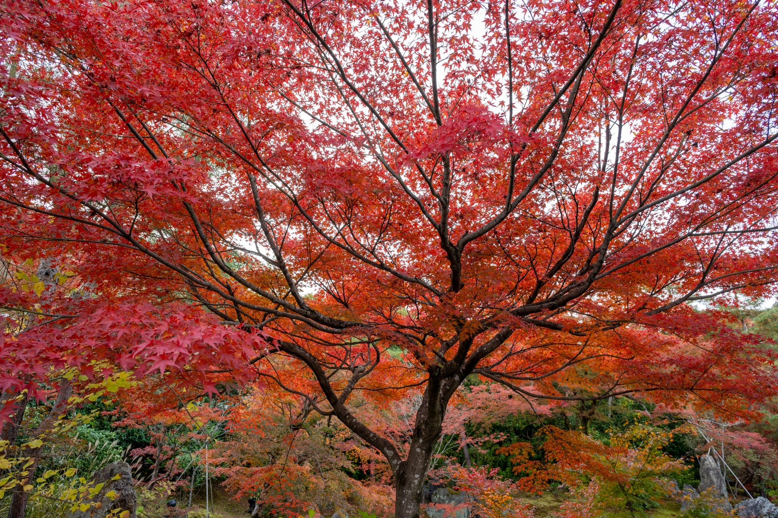寶嚴院庭園中盛放的艷紅楓葉｜2023/11 關西賞楓