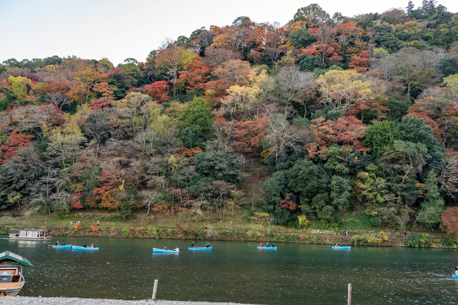 嵐山保津川畔的絢爛楓紅與遊船｜2023/11 關西賞楓