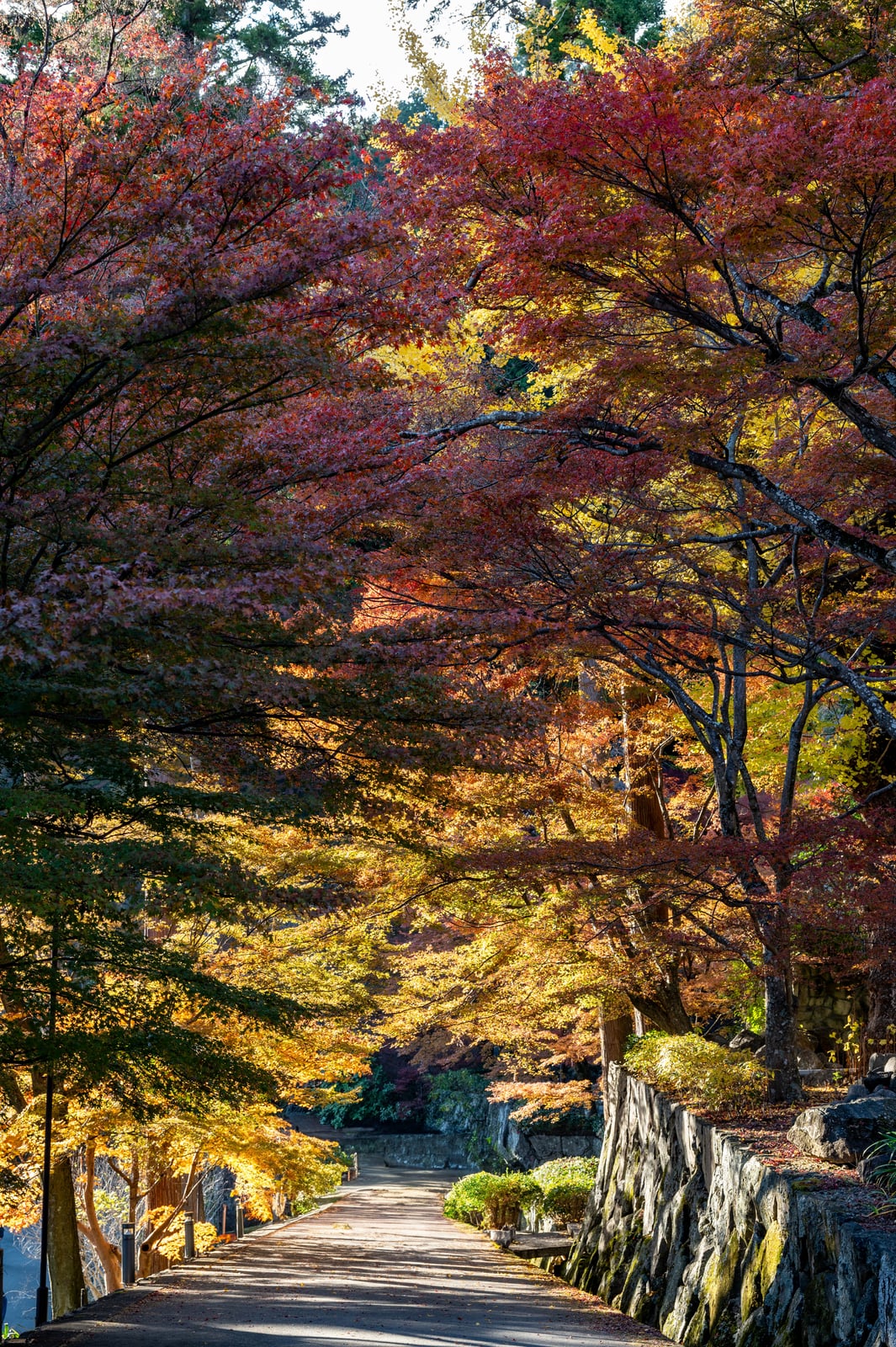 勝尾寺石牆步道上層層交疊的紅葉與金黃秋景｜2023/11 關西賞楓