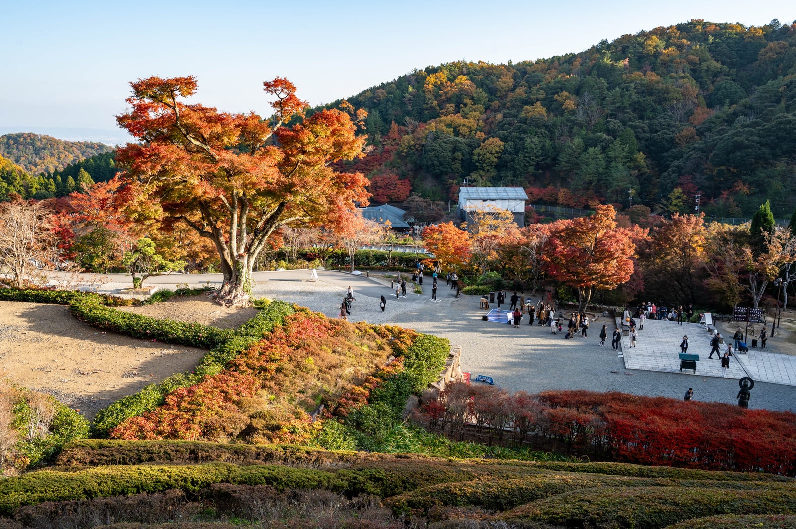 金黃紅葉交織的古寺廣場與山林秋色｜2023/11 關西賞楓
