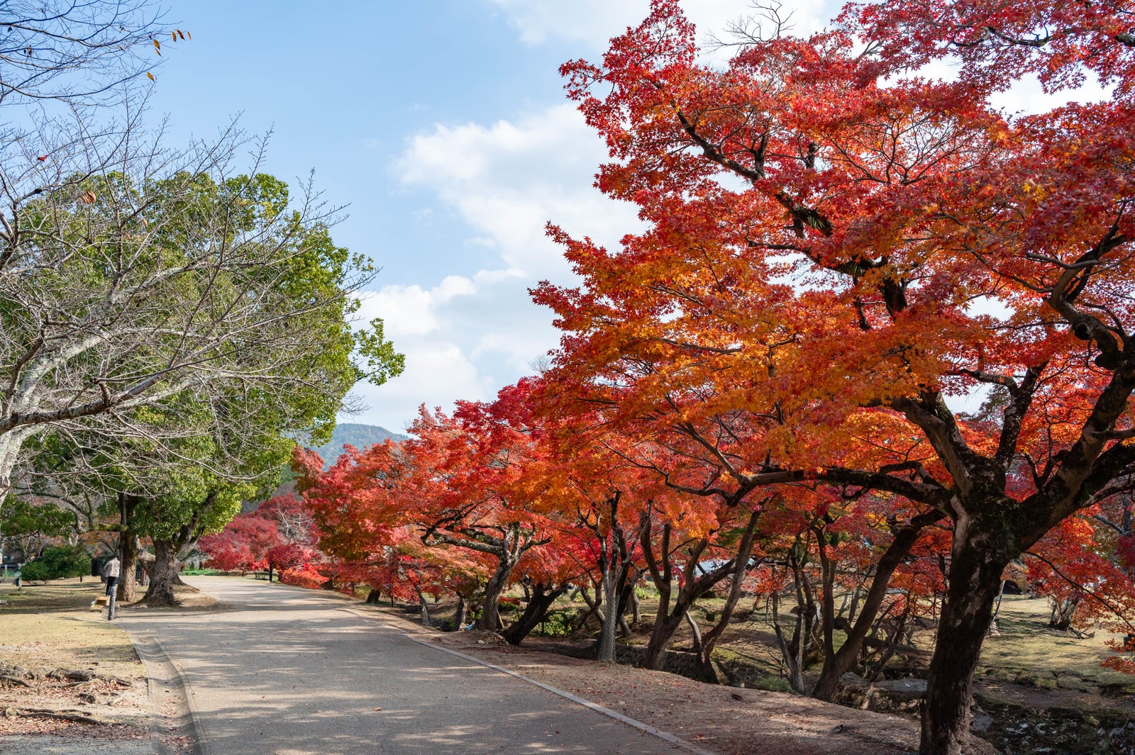 睡神社境內火紅楓葉步道｜2023/11 關西賞楓