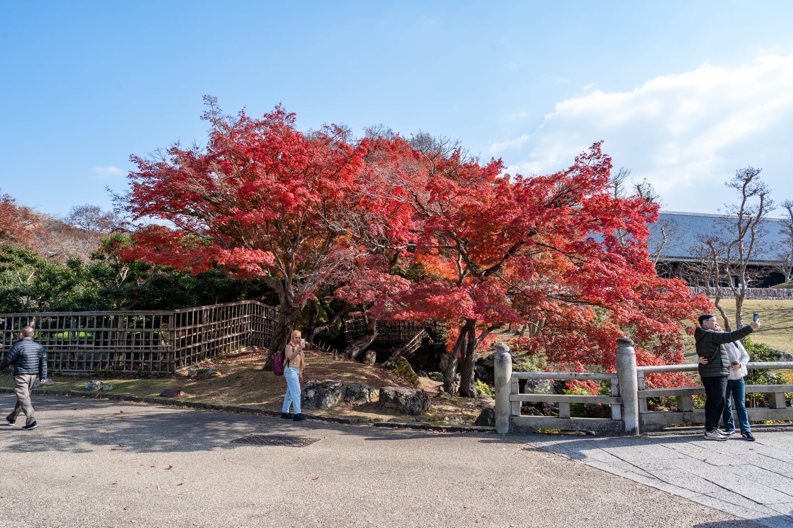吉城川畔的艷紅楓景｜2023/11 關西賞楓