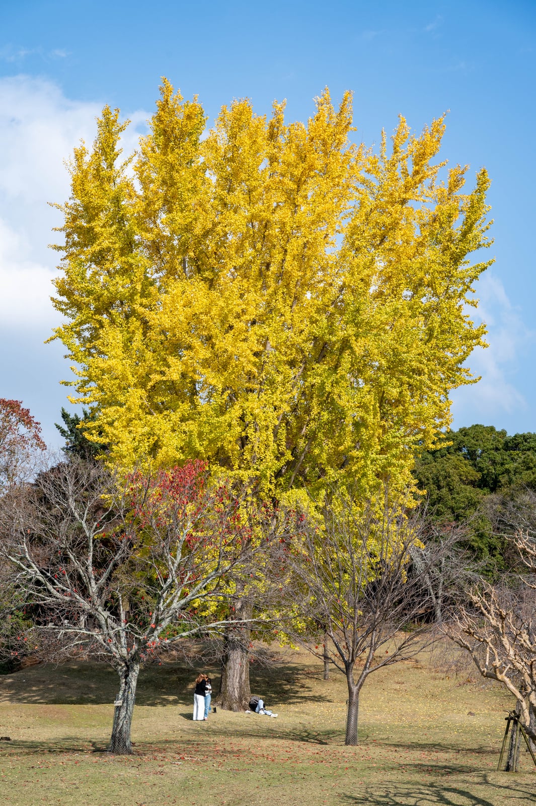 奈良公園中燦爛耀眼的巨大銀杏樹｜2023/11 關西賞楓