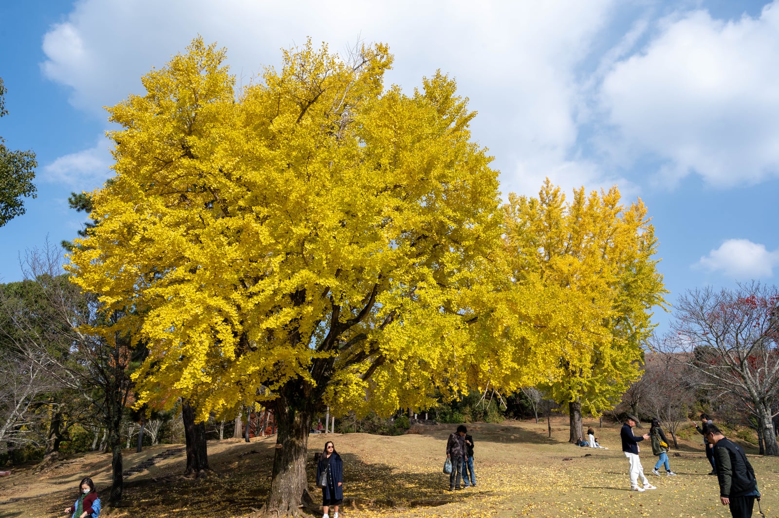 奈良公園燦爛金黃的銀杏樹｜2023/11 關西賞楓