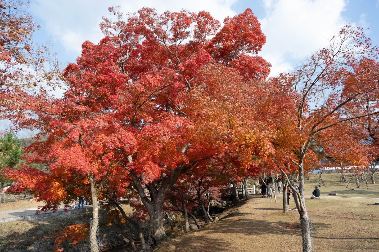 吉城川畔燦爛奪目的火紅楓葉｜2023/11 關西賞楓
