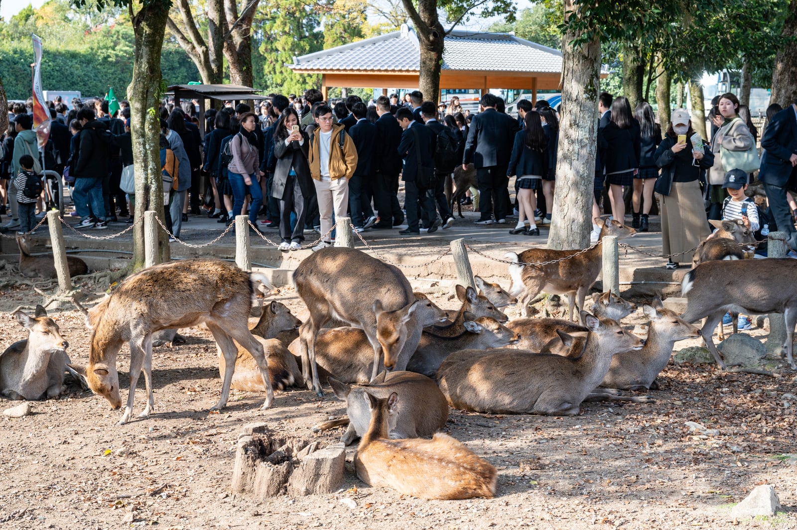 觀鹿莊旅館旁的悠閒鹿群｜2023/11 關西賞楓