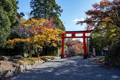 舊竹林院朱紅鳥居與秋日紅葉｜2023/11 關西賞楓