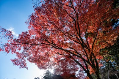 舊竹林院紅葉與湛藍晴空｜2023/11 關西賞楓
