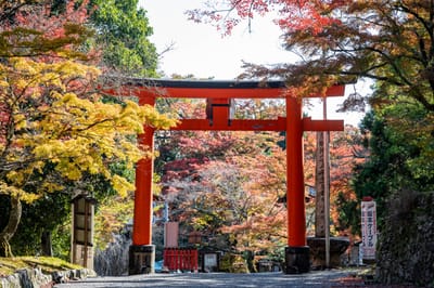 走井杉紅葉下的朱紅鳥居｜2023/11 關西賞楓