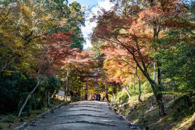 走井杉參道上的紅葉隧道｜2023/11 關西賞楓