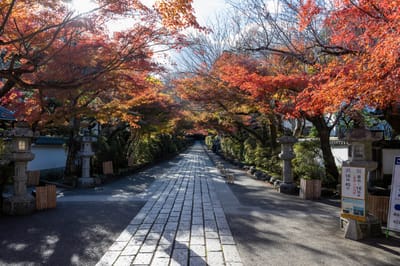 石山寺東大門前的楓紅參道｜2023/11 關西賞楓