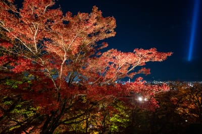 鹿間塚夜楓與京都市區夜景｜2023/11 關西賞楓