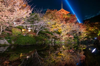 十一重石層塔的夜楓倒影｜2023/11 關西賞楓