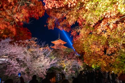 十一重石層塔的夜楓光影｜2023/11 關西賞楓