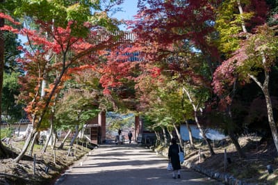 醍醐寺仁王門前的紅葉參道｜2023/11 關西賞楓