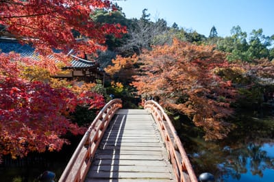 醍醐寺觀音堂前的紅葉拱橋
