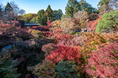 通天橋俯瞰絢爛楓紅盛景