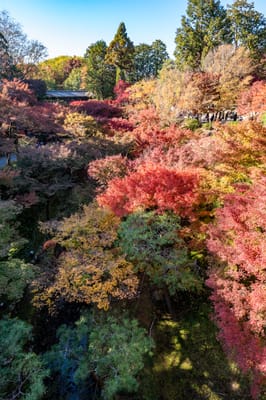 通天橋俯瞰絢爛楓紅景致