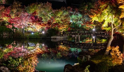 永觀堂禪林寺夜楓與倒影