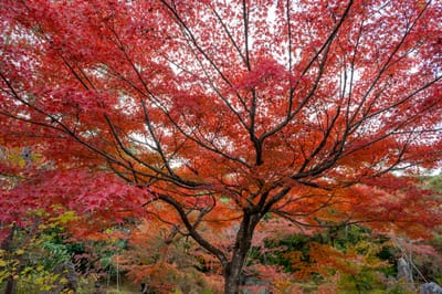 寶嚴院庭園中盛放的艷紅楓葉