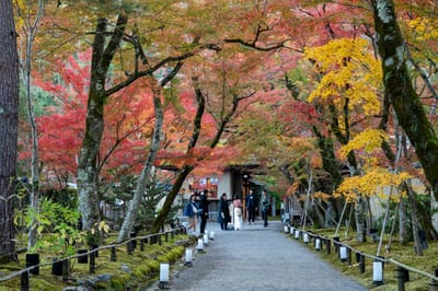 嵐山羅漢石像旁的絢爛楓紅步道