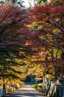 勝尾寺石牆步道上層層交疊的紅葉與金黃秋景