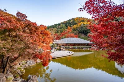箕面公園知恵の環畔的紅葉盛景