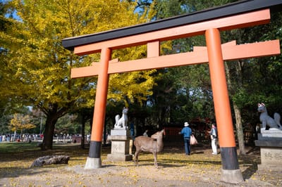 睡神社鳥居下的金黃銀杏與奈良鹿