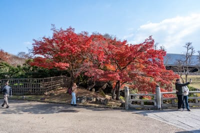 吉城川畔的艷紅楓景